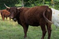 Salers cow with its big horns and a bell Royalty Free Stock Photo