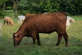 Salers cow with its big horns and a bell Royalty Free Stock Photo