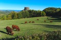 Salers cows in Auvergne in front of Murol castle Royalty Free Stock Photo