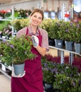 Saleswoman of flower shop near shelf with hebe chooses pot with plant to send for customer