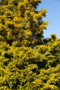 The Salicaceae tree Royalty Free Stock Photo