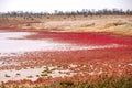 Salicornia. Common glasswort close up on a salt lake