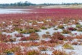 Salicornia. Common glasswort close up on a salt lake