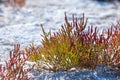 Salicornia. Common glasswort close up on a salt lake