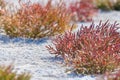 Salicornia. Common glasswort close up on a salt lake
