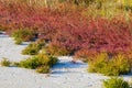 Salicornia. Common glasswort close up on a salt lake