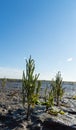 Salicornia europaea Royalty Free Stock Photo