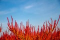 Salicornia europaea