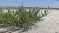 Salicornia europaea, known as common glasswort or just glasswort, is a halophytic annual dicot which grows in various zones of