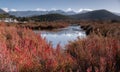 Salicornia europea - halophyte plant Royalty Free Stock Photo