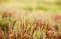 Salicornia plant Royalty Free Stock Photo