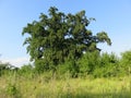 Salinac Smederevo oak tree canopy in summer Royalty Free Stock Photo