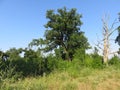 Salinac Smederevo oak tree canopy in summer Royalty Free Stock Photo