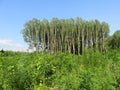 Salinac Smederevo Serbia green forest landscape in summer Royalty Free Stock Photo