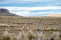 Salinas y Aguada Blanca National Reserve in Peru