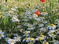 Wild flowers, Hungarian kamilla and field poppy.