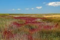 Saline marsh soil with halophytes. Royalty Free Stock Photo