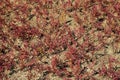 Saline marsh soil with halophytes. Royalty Free Stock Photo