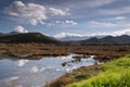 Halophyte Vegetation in the marshes of Saint Florent, Corsica