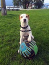 Cute Handsome Jack Russell Dog Poses with Soccer Ball in Crab Park, Vancouver, BC, Canada Royalty Free Stock Photo