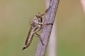 The robber fly Asilidae preys on various insects.