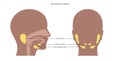 Salivary gland concept