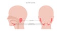 Salivary gland concept