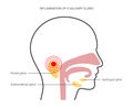 Salivary gland concept