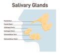 Salivary gland. Histology of salivary glands. Anatomical structure