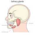 Salivary gland structure diagram medical science