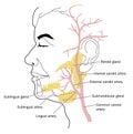 Salivary glands and blood supply