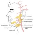 Salivary glands and blood supply Royalty Free Stock Photo