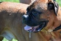 Salivating Large Breed English Mastiff Dog in the Summer