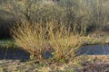 Salix alba on the bank of the creek