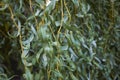 Green and silver leaves of Salix alba tree
