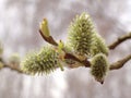 Photo of willow twig with fresh buds