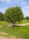 Salix alba, tree off the beaten path