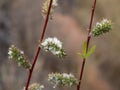 Salix arizonica