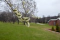 Salix atrocinerrea Brot. Spring willow tree swells. Beautiful fluffy tree flowers against the backdrop of the landscape.