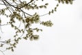 Salix atrocinerrea Brot. Spring willow tree swells. Beautiful fluffy tree flowers against the backdrop of the landscape. Early spr