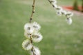 Salix atrocinerrea Brot. Spring willow tree swells. Beautiful fluffy tree flowers against the backdrop of the landscape.