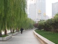 Salix Babylonica Leaf and tree From Riverside Garden in Tianjin,Travel in Tianjin, China, October 19th, Year 2017