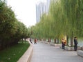 Salix Babylonica Leaf and tree From Riverside Garden in Tianjin,Travel in Tianjin, China, October 19th, Year 2017