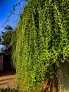 Salix babylonica is a species of willow native to dry areas of northern China, but cultivated for millennia elsewhere in Asi Royalty Free Stock Photo