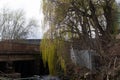 Weeping willow tree and bridge Royalty Free Stock Photo