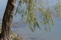 The stem and branches of a willow tree by the side of Seyhan river in Adana Royalty Free Stock Photo