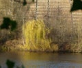 View over a river in vineyards with autumnal weeping willow on the bank Royalty Free Stock Photo