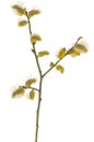 Salix branch on white background