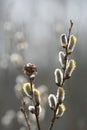 Salix caprea