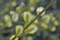 Salix caprea